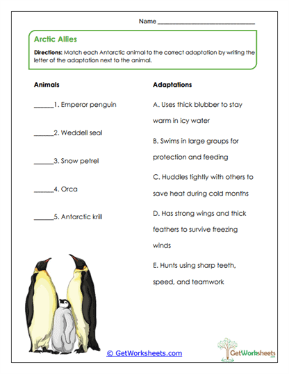 Adaptation Match Worksheet