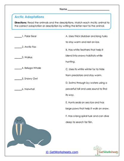 Arctic Adaptations Worksheet