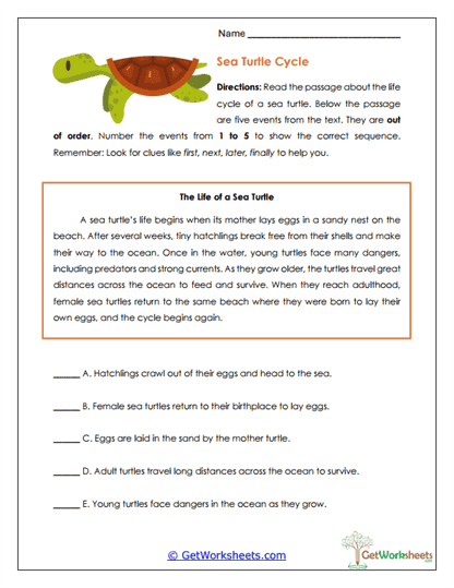 Sea Turtle Cycle Worksheet