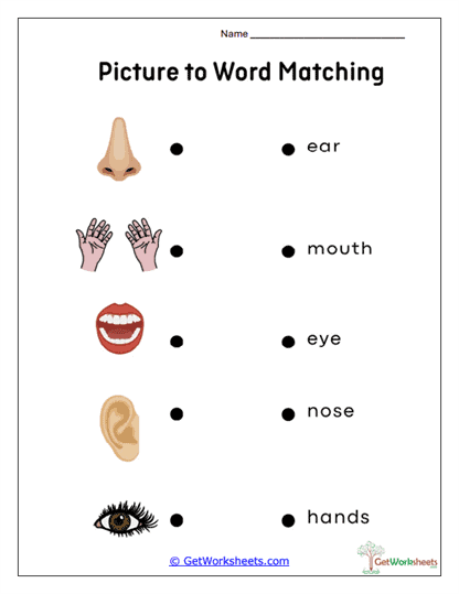 Body Parts Matching Worksheet