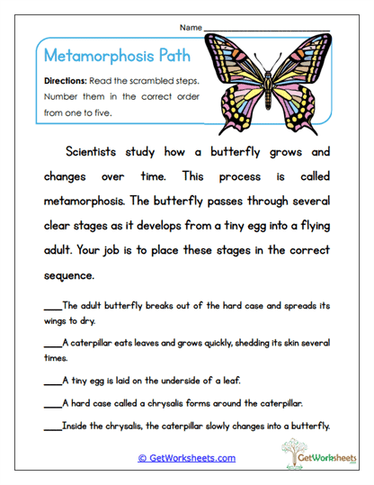 Metamorphosis Path Worksheet